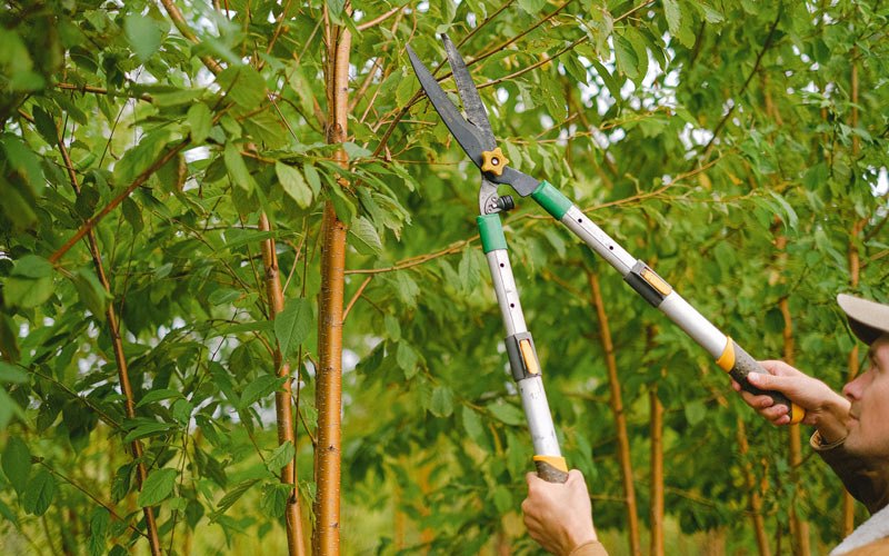 Tree trimming in Delmar, IA